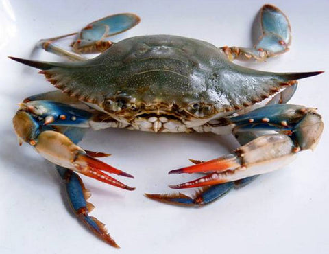 冷冻中号蓝蟹块M3-4 1kg blue swimming crab