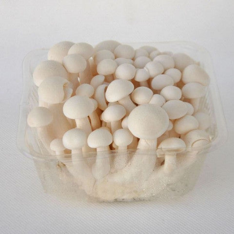 Fresh white jade mushroom 150g