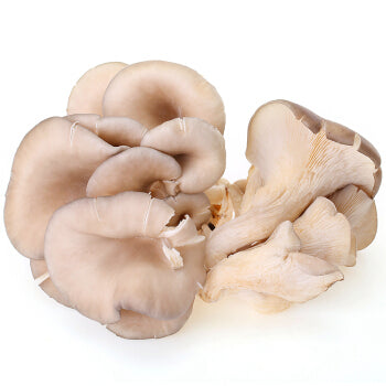 Ping -sieni 500 g osteriharmaa